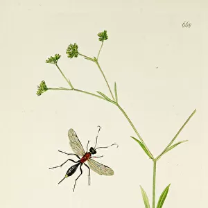Curtis British Entomology Plate 668