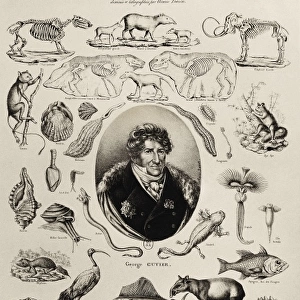 CUVIER, Georges (1769-1832). French zoologist