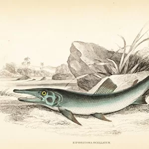 Cuviers pike-characin, Boulengerella cuvieri