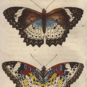Cyane or Zigzag butterfly, Leopard Lacewing, Cethosia cyane