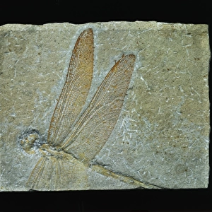 Cymatophlebia longialata, fossil dragonfly