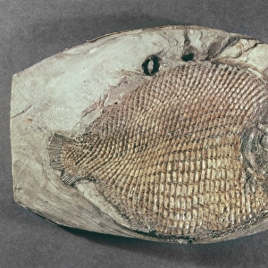 Dapedium orbicularis, fossil fish