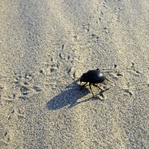Darkling Beetle - crosses tracks of other similar beetles