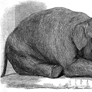Dead Elephant at London Zoo, 1847