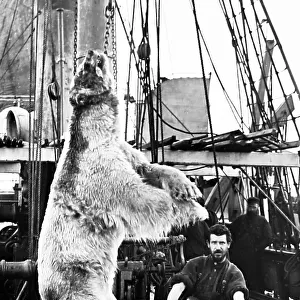 Dead polar bear on a whaling boat in Greenland