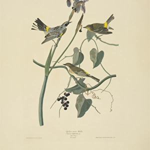 Dendroica coronata, yellow-rumped warbler
