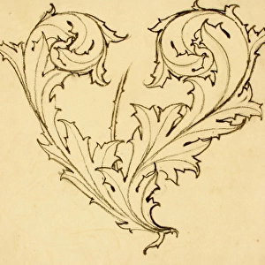 Design with acanthus leaves