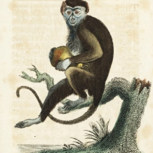 Diana monkey, Cercopithecus diana
