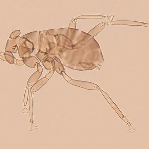 Dicopomorpha echmepterygis