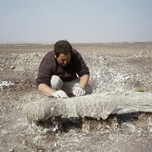 Dinosaur excavation, Niger 1988