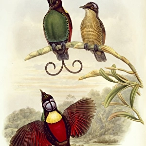 Diphyllodes respublica, Wilsons bird-of-paradise