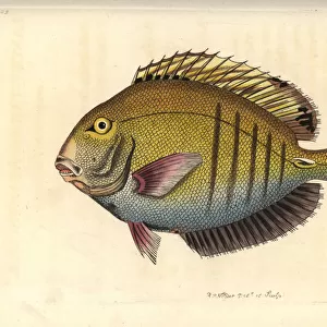 Doctorfish, Acanthurus chirurgus