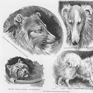 Dog show sketches by Louis Wain