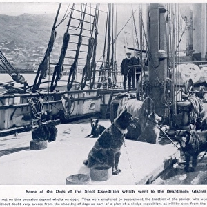 Some of the dogs of the Scott expedition