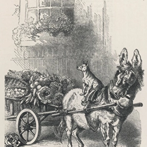 Donkey / Cart / Dog 1896
