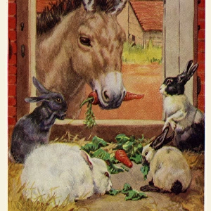 Donkey & rabbits