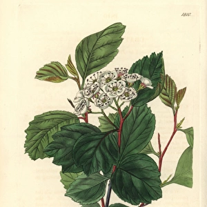Douglas thorn tree or black hawthorn, Crataegus douglasii