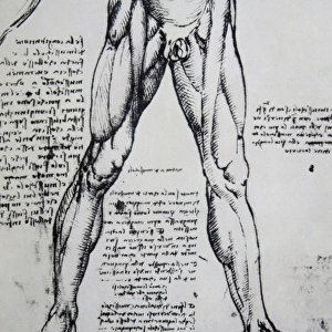 Drawing on anatomy by Leonardo da Vinci (1452-1519) The Musc