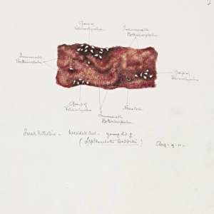 Drawing of a seal intestine