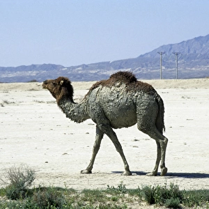 Dromedary / Arabian / One-humped Camel - after