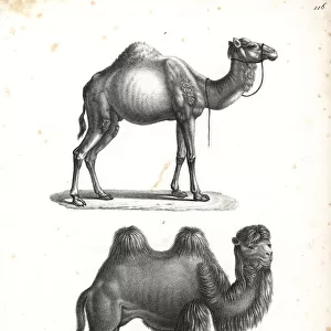 Dromedary and Bactrian camel, critically endangered
