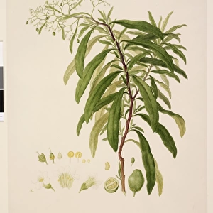 Duboisia myoporoides R. Br. Prodr. : 448 (1810), Solanaceae