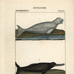 Dugong, Dugong dugon (vulnerable) and Amazon