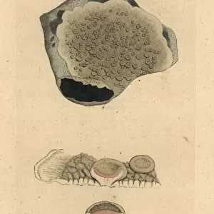 Dyers lichen or crabs eye lichen, Lichen perellus