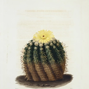 Echinocactus erinaceus, cactus
