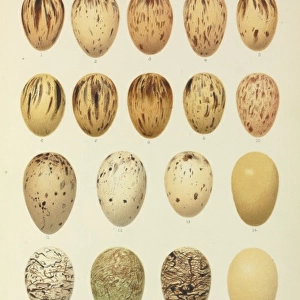 Eggs of Paradiseidae