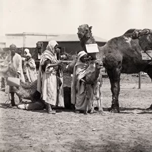 Egypt, men with adult and baby camels