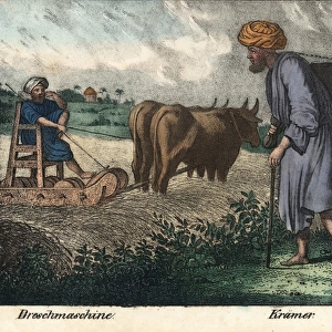 Egyptian farmer on a threshing machine pulled by two oxen