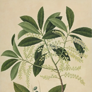 Elaeocarpus sp