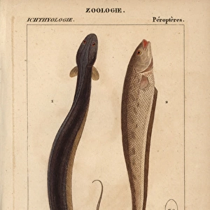 Electric eel, Electrophorus electricus, banded