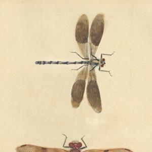 English Insects illustration by James Barbut