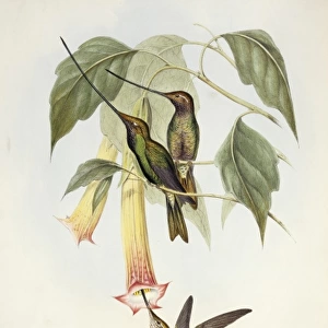 Ensifera ensifera, sword-billed hummingbird