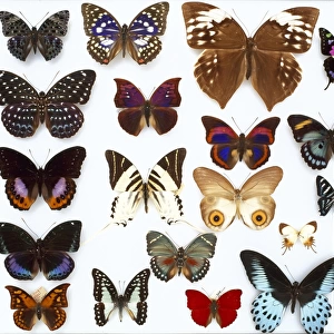 Entomological specimens of Lepidoptera
