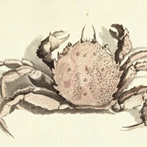 Erimacrus isenbeckii, hair crab