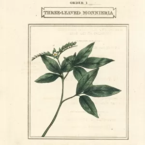 Ertela trifolia