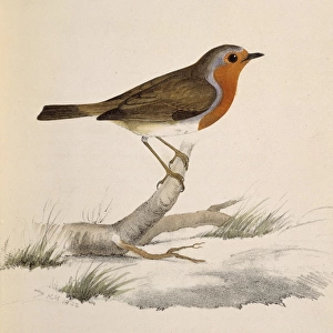 Erythacus rubecula, European robin