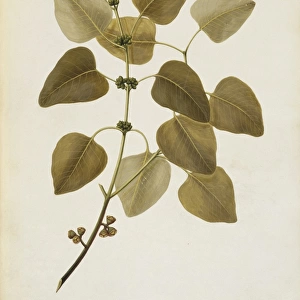 Eucalyptus alba, gum tree