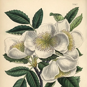 Eucryphia pinnatifolia, white flowered shrub native to Chile