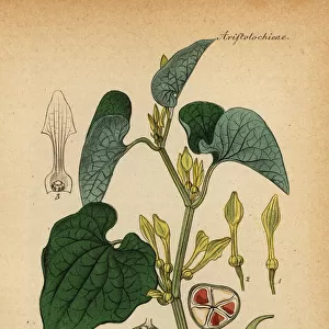 European birthwort, Aristolochia clematitis