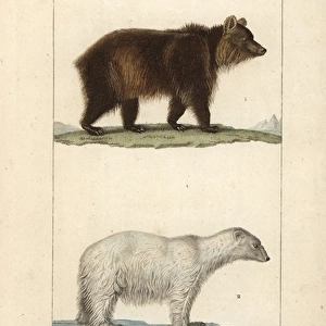 European brown bear, Ursus arctos, and polar