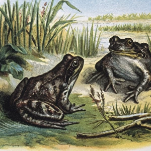 European Common Frog. Amphibians. Engraving after