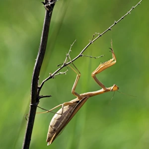 European / Praying Mantis - hides in long grasses