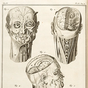 External and internal parts of the human head