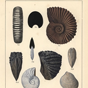 Extinct fossil gastropods: Ammonites torulosus
