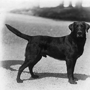 Fall / Labrador / 1924