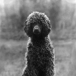 FALL / STANDARD POODLE / 37